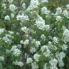 Serviceberry Northline #2 - Image 2